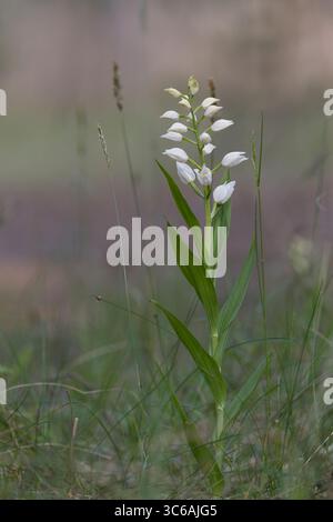 Langblättriges Waldvöglein, Schwertblättriges Waldvöglein, Cephalanthera longifolia, helleborine à feuilles étroites, helleborine à feuilles épées, long leaved Banque D'Images