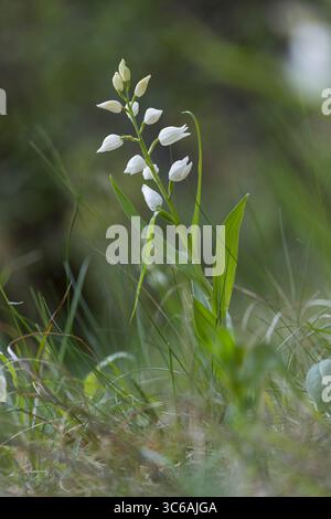 Langblättriges Waldvöglein, Schwertblättriges Waldvöglein, Cephalanthera longifolia, helleborine à feuilles étroites, helleborine à feuilles épées, long leaved Banque D'Images