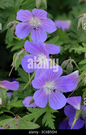 Geranium Johnson's Blue. Fleurs bleu lavande de Geranium x johnsonii 'Johnson's Blue', un géranium de bec de crane, dans une bordure florale de juin. ROYAUME-UNI. AGM Banque D'Images