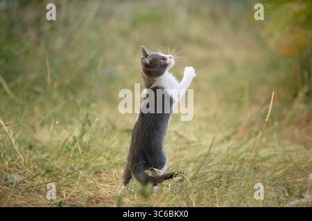 Un jeune chat domestique se tient debout sur ses pattes arrière dans le champ. Le petit chaton s'étire vers le haut avec excitation pendant le jeu en plein air. Banque D'Images