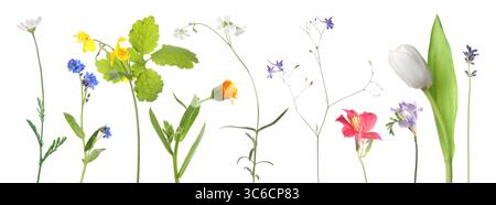 Différentes belles fleurs isolées sur blanc, set Banque D'Images