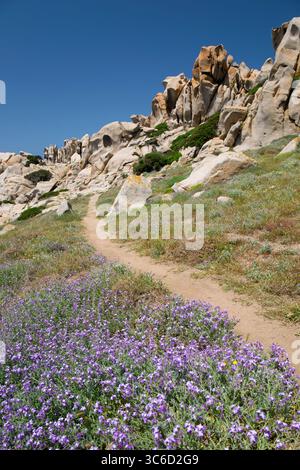Santa Teresa di Gallura, Gallura, Sardaigne, Italie. Tapis de fleurs de printemps bordant le chemin sablonneux à travers le paysage de roches de granit typiques, Capo Testa. Banque D'Images