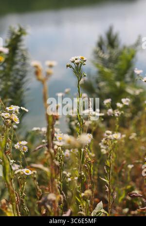 Usine annuelle fleabane (Erigeron annuus) Banque D'Images
