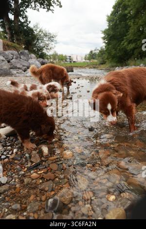 Groupe de chiens jouent dans une rivière Banque D'Images