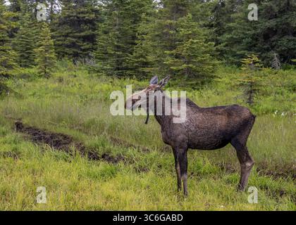 Orignal debout dans une zone humide, Anchor point, Alaska. Banque D'Images