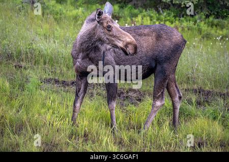 Orignal debout dans une zone humide, Anchor point, Alaska. Banque D'Images
