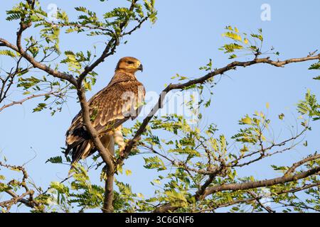 Un jeune aigle impérial de l'est Aquila heliaca se perche calmement sur une branche dans la nature. Banque D'Images