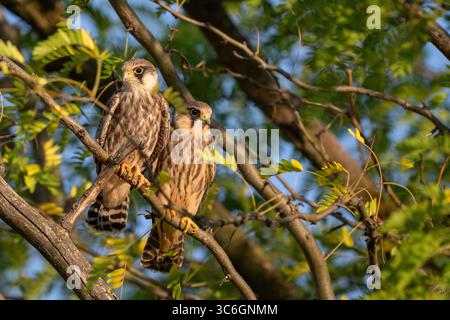 Deux jeunes Faucon à pieds rouges se perchent tranquillement sur une branche dans son habitat naturel. Falco vespertinus. Banque D'Images