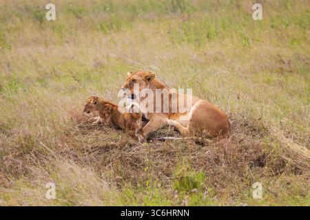 Une lionne et son petit reposent dans les hautes herbes de la savane du parc national du Serengeti, Tanzanie, Afrique. Banque D'Images