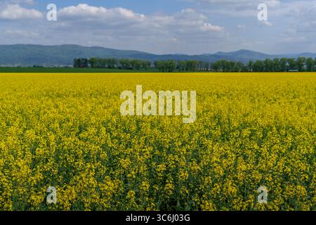 Vaste champ de colza jaune en pleine floraison avec une forêt et des montagnes en arrière-plan sous un ciel nuageux. Banque D'Images