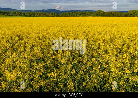 Vaste champ de colza jaune en pleine floraison avec une forêt et des montagnes en arrière-plan sous un ciel nuageux. Banque D'Images
