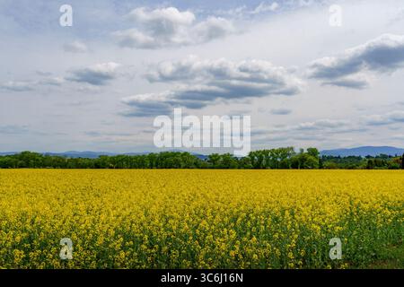 Vaste champ de colza jaune en pleine floraison avec une forêt et des montagnes en arrière-plan sous un ciel nuageux. Banque D'Images