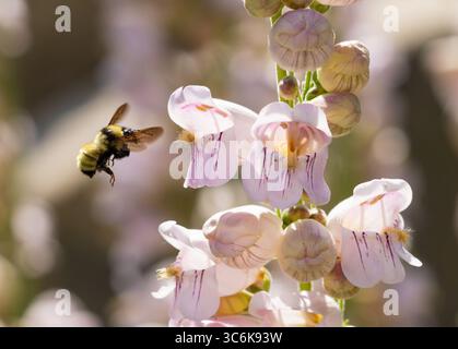 Un Bumblebee planant en vol près d'un penstemon de Palmer ou Penstemon palmeri fleur et bourgeons prêts à polliniser. Vue rapprochée. Banque D'Images