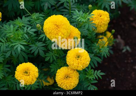 Fleur jaune Marigold, colorée de soucis dans la plantation. ferme de fleurs de cosmos jaune Banque D'Images
