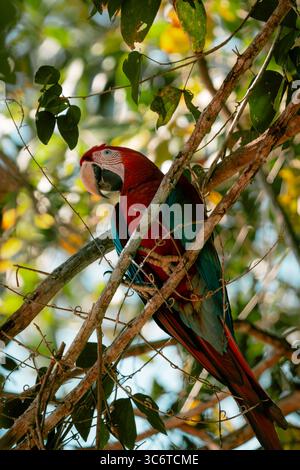 Aras rouge et vert (Ara chloropterus) perché seul dans la canopée de la forêt amazonienne, Tambopata, Pérou Banque D'Images