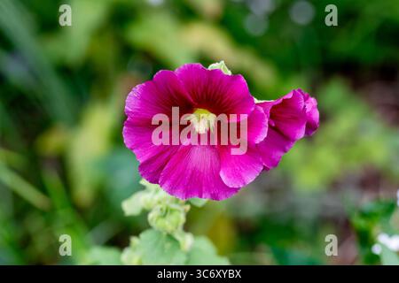 Rose vibrant Hollyhock, Alcea rosea Banque D'Images