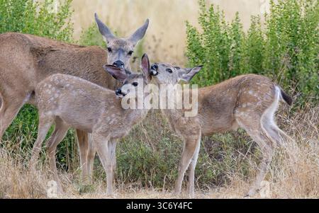Mère de cerfs de queue noire léchant des faons pour maintenir la liaison. McClellan Ranch Park, comté de Santa Clara, Californie. Banque D'Images