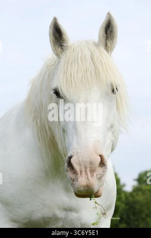 Cheval domestique, percheron (Equus caballus), portrait, Normandie, France Banque D'Images