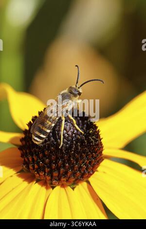 Abeille sillon à bandes jaunes (Halictus scabiosae), sur coneflower jaune (Echinacea paradoxa), photographie macro, Wilnsdorf, Rhénanie du Nord-Westphalie, Allemagne Banque D'Images