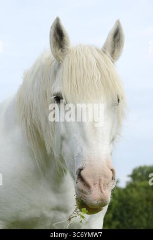 Cheval domestique, percheron (Equus caballus), portrait, Normandie, France Banque D'Images