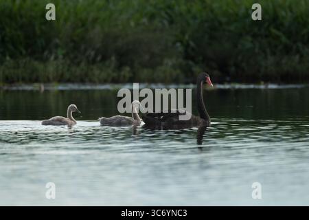 Un cygne noir adulte nage à travers un lagon d'eau douce dans l'habitat de la zone humide a avec deux de ses jeunes cygnets derrière elle alors que le soleil commence à se coucher. Banque D'Images