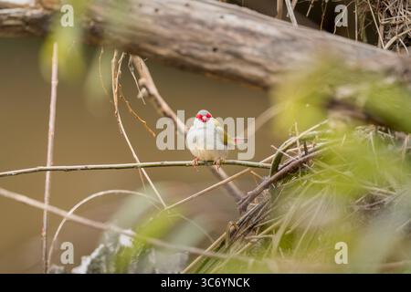 Un pinson solitaire à sourcils rouges est perché dans son habitat boisé épaisse, vérifiant que son lieu d'alimentation de l'après-midi est sûr. Banque D'Images