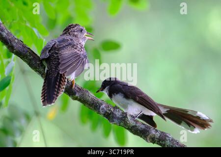 Sunda Brush Cuckoo Banque D'Images