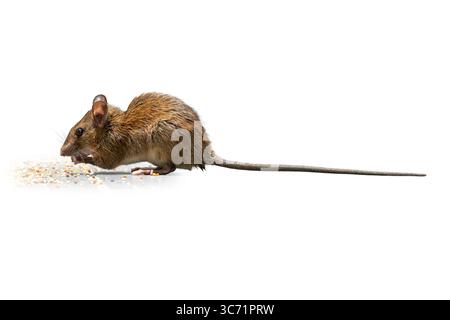Vue latérale rapprochée d'une souris domestique mangeant de minuscules grains, mettant en évidence sa fourrure brune élégante, son petit corps et sa longue queue, idéale pour la lutte contre les parasites, la faune, Banque D'Images