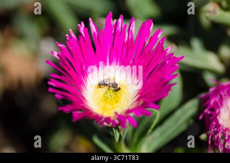 Une abeille recueille diligemment le pollen d'une fleur rose vif de Vygie au jardin botanique de Kirstenbosch, au Cap. Banque D'Images