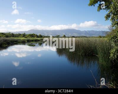 4 janvier 2021 - Haleiwa, Oahu, Hawaï, États-Unis - Haleiwa Uko un étang. (Crédit image : © Shalan Stewart/ZUMA Wire/ZUMAPRESS.com) Banque D'Images