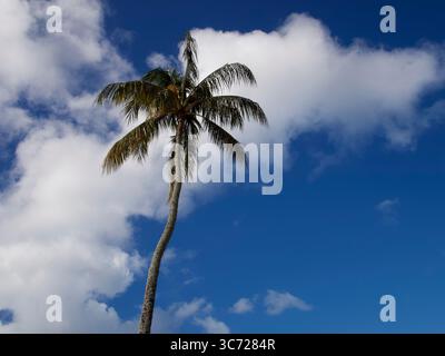 4 janvier 2021 - Haleiwa, Oahu, Hawaï, États-Unis - nuages de palmiers du port de Haleiwa. (Crédit image : © Shalan Stewart/ZUMA Wire/ZUMAPRESS.com) Banque D'Images