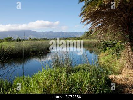 4 janvier 2021 - Haleiwa, Oahu, Hawaï, États-Unis - Haleiwa Uko un étang. (Crédit image : © Shalan Stewart/ZUMA Wire/ZUMAPRESS.com) Banque D'Images