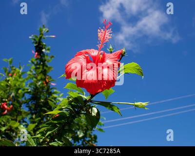 4 janvier 2021 - Haleiwa, Oahu, Hawaii, États-Unis - Red Hibiscus Flower (crédit image : © Shalan Stewart/ZUMA Wire/ZUMAPRESS.com) Banque D'Images