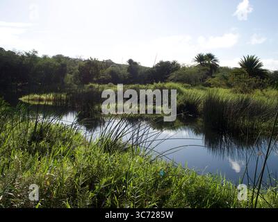 4 janvier 2021 - Haleiwa, Oahu, Hawaï, États-Unis - Haleiwa Uko un étang. (Crédit image : © Shalan Stewart/ZUMA Wire/ZUMAPRESS.com) Banque D'Images