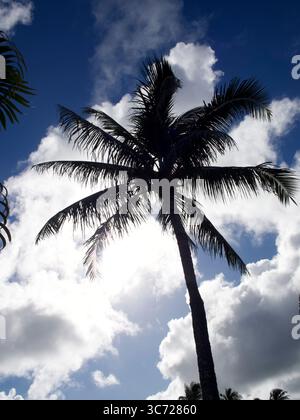 4 janvier 2021 - Haleiwa, Oahu, Hawaï, États-Unis - palmiers au Haleiwa Harbor Beach Park. (Crédit image : © Shalan Stewart/ZUMA Wire/ZUMAPRESS.com) Banque D'Images