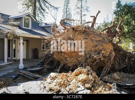19 janvier 2021, Fresno, CA : un grand arbre ponderosa se trouve devant deux maisons après avoir été déraciné dans le lac Bass en Californie après que de forts vents ont déchiré la région pendant la nuit le 19 janvier 2021. (Crédit image : © TNS via ZUMA Wire) Banque D'Images