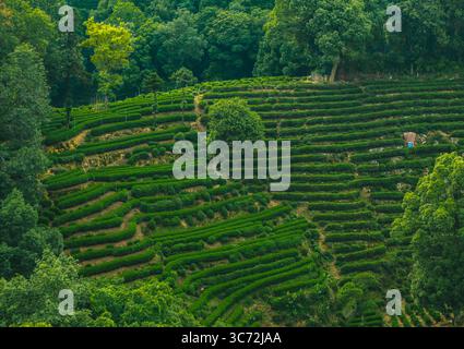 Vue aérienne de la plantation de thé vert luxuriant avec des champs en terrasses dans la campagne pendant la lumière tôt le matin Banque D'Images