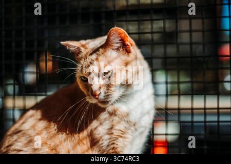 Gros plan d'un chat tabby au gingembre assis derrière une barrière en maille noire, regardant attentivement avec la lumière chaude du soleil soulignant sa fourrure. Banque D'Images