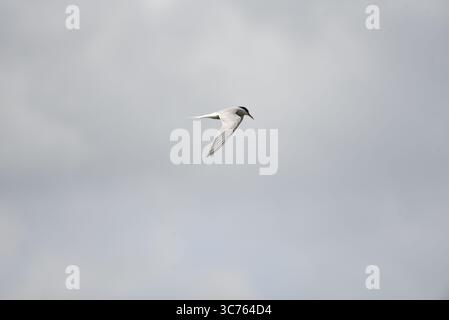 Terne commune (Sterna hirundo) en vol avec ailes ouvertes, détail du dessus des ailes visible, tête regardant vers le sol, prise en juillet au Royaume-Uni Banque D'Images