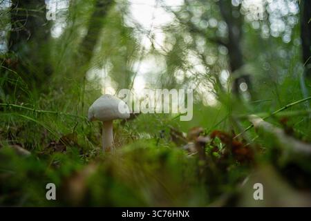 Petit champignon blanc poussant sur le sol forestier parmi l'herbe et les feuilles tombées avec fond bokeh rêveur dans les bois Banque D'Images