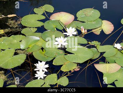 Nénuphar blanc, Weiße Seerose, Nénuphar blanc, Nymphaea alba, Bosherston Lily Ponds, Pembrokeshire, pays de Galles, Royaume-Uni, Europe Banque D'Images