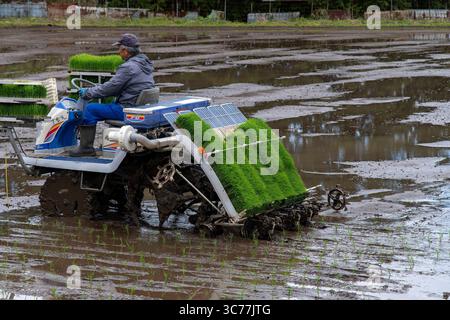 Préfecture de Mie, Japon-15 avril 2025 ; agriculteur sur un replanteur de riz à cheval dans une rizière ou un champ dans la préfecture de Mie Banque D'Images