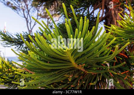 Belles branches de conifères à feuilles persistantes Araucaria heterophylla gros plan. Gros plan sur le pin de Norfolk. Photo de haute qualité Banque D'Images