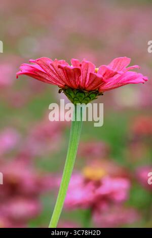Une perspective unique à angle bas d'une tige de fleur rose vibrante de Zinnia atteignant le ciel, contre un champ flou de fleurs similaires à Houlon Banque D'Images