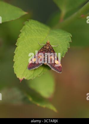 vue rapprochée dorsale d'un papillon de menthe violet et jaune coloré avec des ailes ouvertes sur une feuille verte Banque D'Images