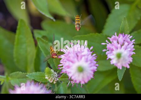 gros plan vue de dessus d'un hoverfly de marmelade noir orange volant avec de grands yeux composés rouges et un hoverfly de marmelade assis à côté d'une vitesse à pointes roses Banque D'Images