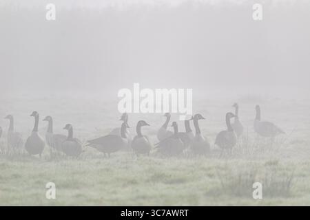 Troupeau d'oies du Canada debout dans une prairie brumeuse par un matin brumeux, créant une scène sauvage paisible et atmosphérique. Banque D'Images