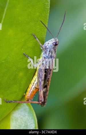 gros plan latéral d'une sauterelle rouge-vert de l'espèce omocestus haemorrhoidalis sur une feuille avec fond vert flou et lumière du soleil Banque D'Images