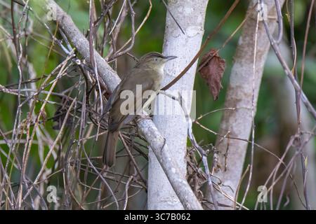 Buff-vented Bulbul Iole crypta Highway 1508 au sud de Taman Nagara, Pahang, Maylasia 26 novembre 2022 adulte Pycnonotidae Banque D'Images