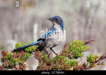 California Scrub-Jay Aphelocoma californica Monterey, California USA 5 novembre 2013 adulte Corvidae Banque D'Images